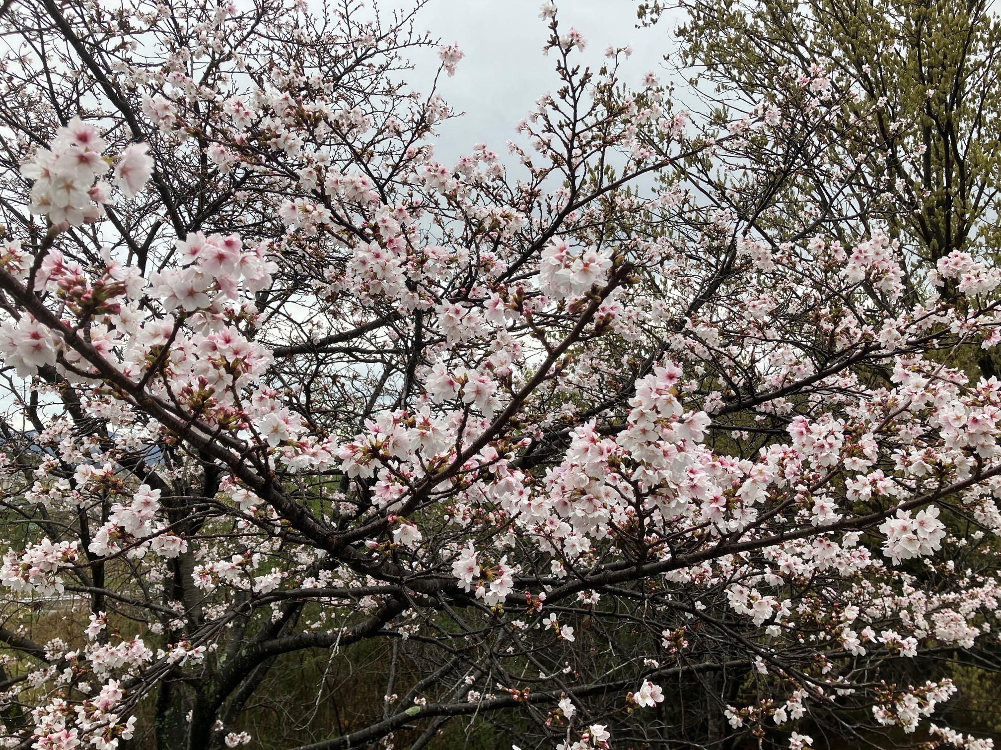 【新年度】2026年度がスタート！